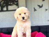 Show Kali̇te Labradoodle Yavrularimiz