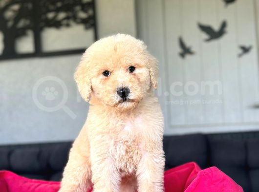 Show Kali̇te Labradoodle Yavrularimiz görsel