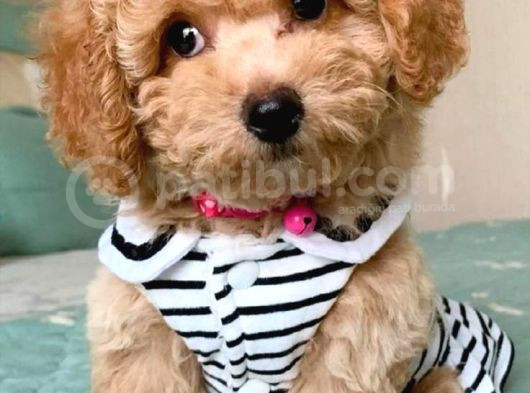 Mini Boy Puppy Kıpkırmızı Ev Üretimi Yavrularımız Tooy Poodl görsel