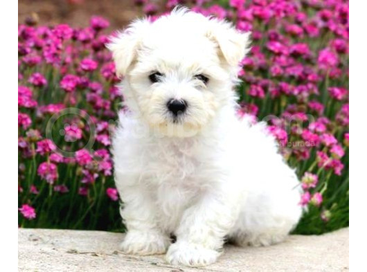 Mini boy puppy kar beyaz sevimli MALTESSE TERRİER CİNSİ 