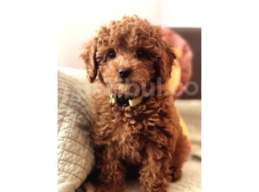 Mini Boy Puppy Kıpkırmızı Ev Üretimi Yavrularımız Tooy Poodl