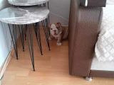 ÜST DÜZEY İNGİLİZ BULDOG YAVRULAR