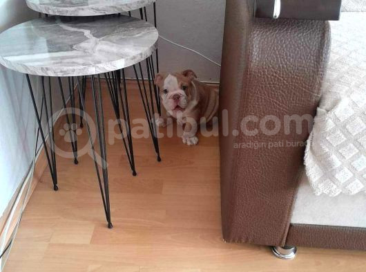 Üst Düzey İngi̇li̇z Buldog Yavrular