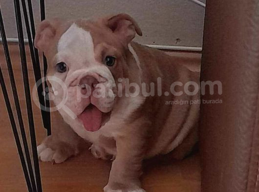Üst Düzey İngi̇li̇z Buldog Yavrular görsel