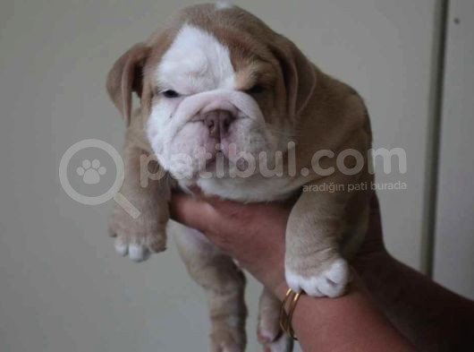 Üst Düzey İngi̇li̇z Buldog Yavrular görsel