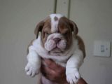 Üst Düzey İngi̇li̇z Buldog Yavrular