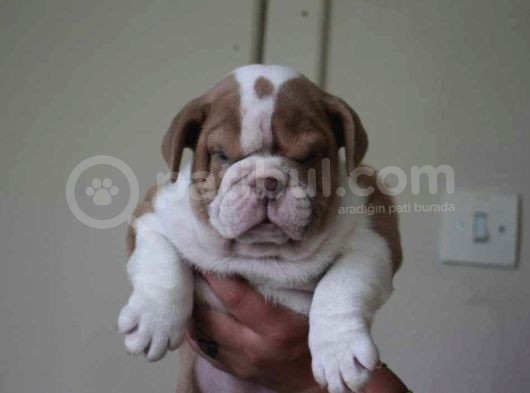 Üst Düzey İngi̇li̇z Buldog Yavrular görsel