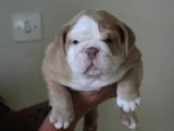 Üst Düzey İngi̇li̇z Buldog Yavrular