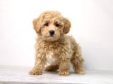 MİNİ PUPPY BOY KAHVE TONLU KIVIRCIK TÜYLÜ MALTİPO YAVRULAR 