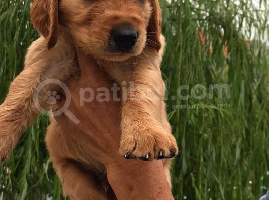 Bebek Yüzlü Golden Bebekler görsel