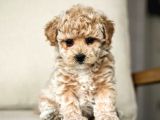 MİNİ PUPPY BOY KAHVE TONLU KIVIRCIK TÜYLÜ MALTİPO YAVRULAR 