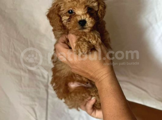 Mini Boy Puppy Kıpkırmızı Ev Üretimi Yavrularımız Tooy Poodl