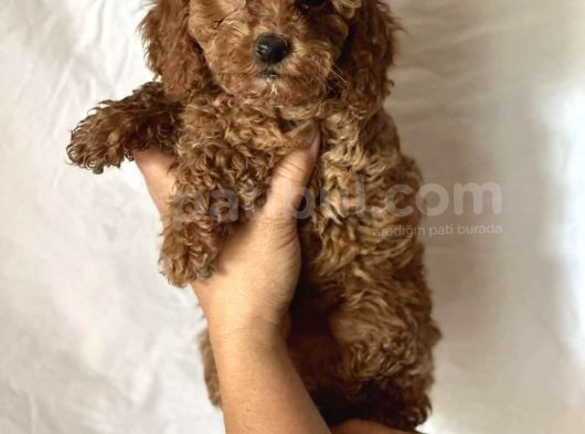 Mini Boy Puppy Kıpkırmızı Ev Üretimi Yavrularımız Tooy Poodl görsel