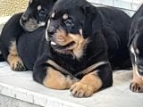Evimizde Beslediğimiz Saf Kan Rottweiler Yavruları