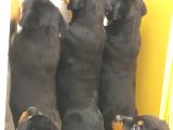 Evimizde Beslediğimiz Saf Kan Rottweiler Yavruları