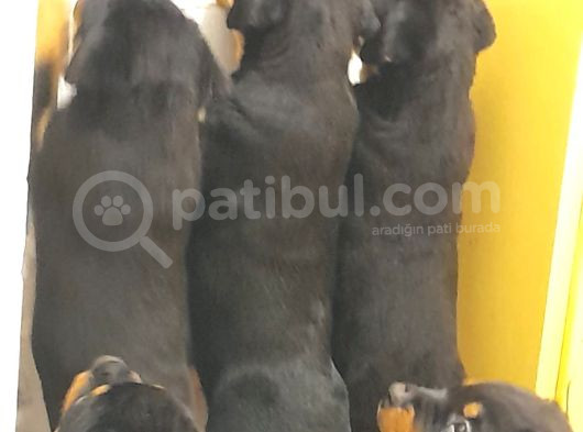 Evimizde Beslediğimiz Saf Kan Rottweiler Yavruları görsel
