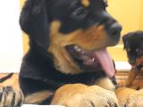 Evimizde Beslediğimiz Saf Kan Rottweiler Yavruları