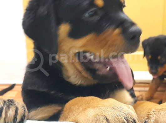 Evimizde Beslediğimiz Saf Kan Rottweiler Yavruları görsel