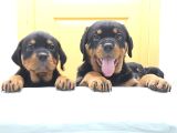 Evimizde beslediğimiz Saf Kan rottweiler yavruları
