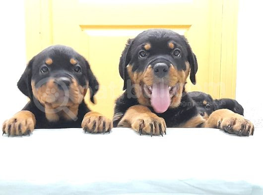 Evimizde Beslediğimiz Saf Kan Rottweiler Yavruları