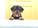 Evimizde Beslediğimiz Saf Kan Rottweiler Yavruları