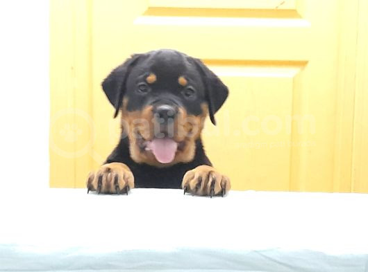 Evimizde Beslediğimiz Saf Kan Rottweiler Yavruları görsel