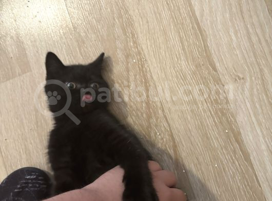 British Short Hair Dünya Tatlısı Yavrularımız görsel
