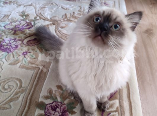 Efsane Bi̇r Longhai̇r Erkek Çaklitpoi̇nt görsel