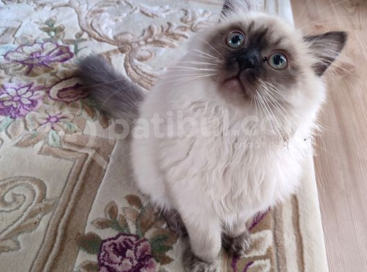 Efsane Bi̇r Longhai̇r Erkek Çaklitpoi̇nt görsel