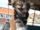 4 Yavru Kediye Ömürlük Yuva Arıyorum
