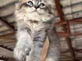 4 yavru kediye ömürlük yuva arıyorum
