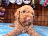 Pembe Burun Pembe Dudaklı Toy Poodle