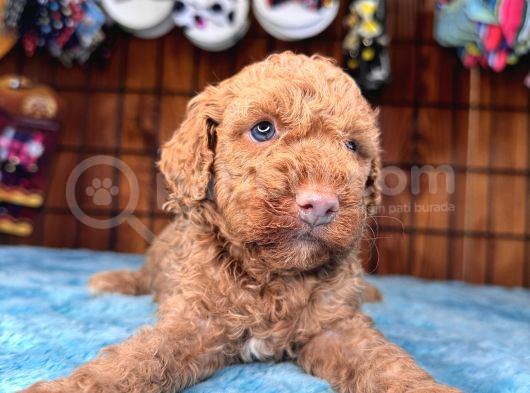 Pembe Burun Pembe Dudaklı Toy Poodle görsel