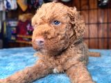 Pembe Burun Pembe Dudaklı Toy Poodle