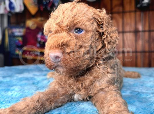 Pembe Burun Pembe Dudaklı Toy Poodle görsel
