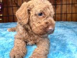 Pembe Burun Pembe Dudaklı Toy Poodle