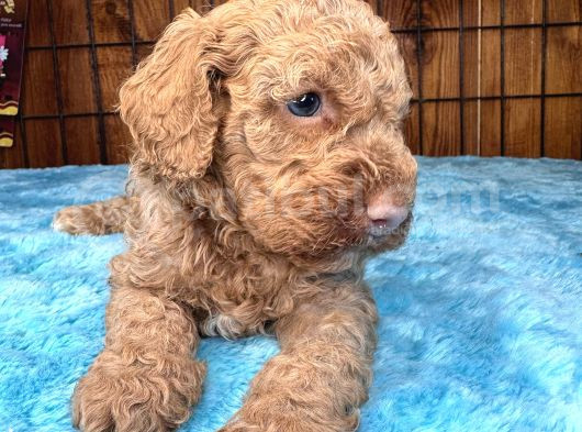 Pembe Burun Pembe Dudaklı Toy Poodle görsel