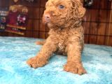Pembe Burun Pembe Dudaklı Toy Poodle