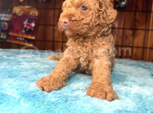 Pembe Burun Pembe Dudaklı Toy Poodle görsel