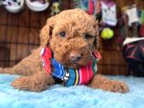 Pembe Burun Pembe Dudaklı Toy Poodle