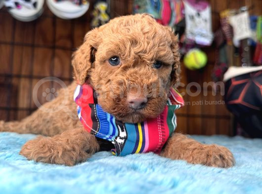 Pembe Burun Pembe Dudaklı Toy Poodle görsel