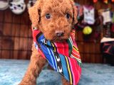 Pembe burun Pembe Dudaklı Toy Poodle