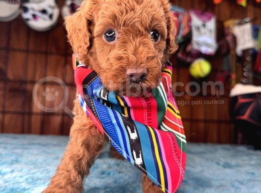 Pembe Burun Pembe Dudaklı Toy Poodle
