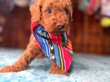 Pembe Burun Pembe Dudaklı Toy Poodle