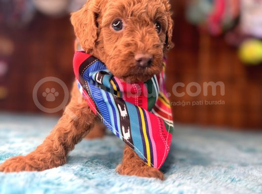 Pembe Burun Pembe Dudaklı Toy Poodle görsel
