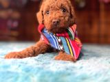 Pembe Burun Pembe Dudaklı Toy Poodle