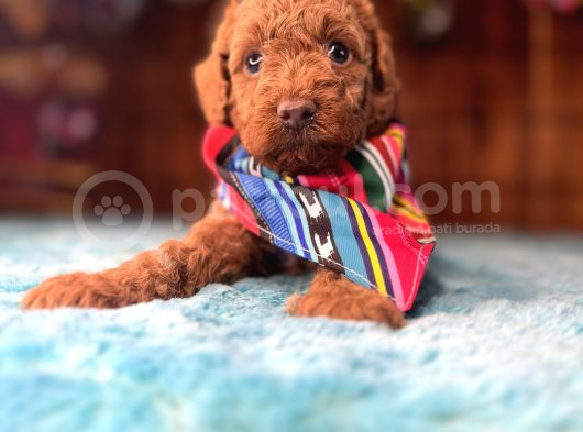 Pembe Burun Pembe Dudaklı Toy Poodle görsel