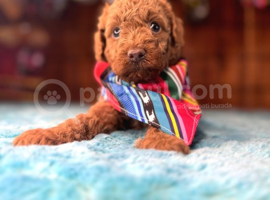 Pembe Burun Pembe Dudaklı Toy Poodle görsel