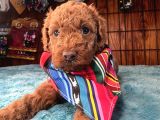 Pembe Burun Pembe Dudaklı Toy Poodle