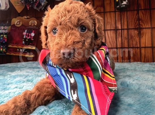 Pembe Burun Pembe Dudaklı Toy Poodle görsel
